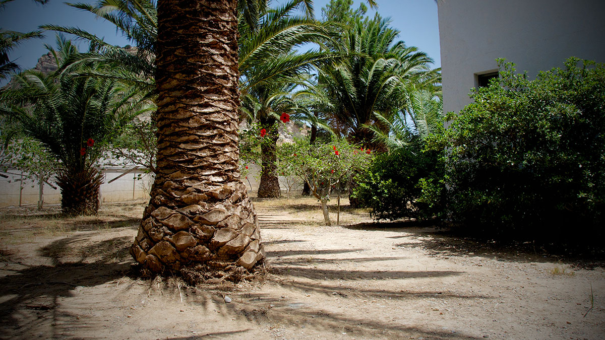 Avra Palm - NR